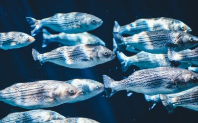 Fish Oil for Depression: Are Omega-3s the Key to Happiness?