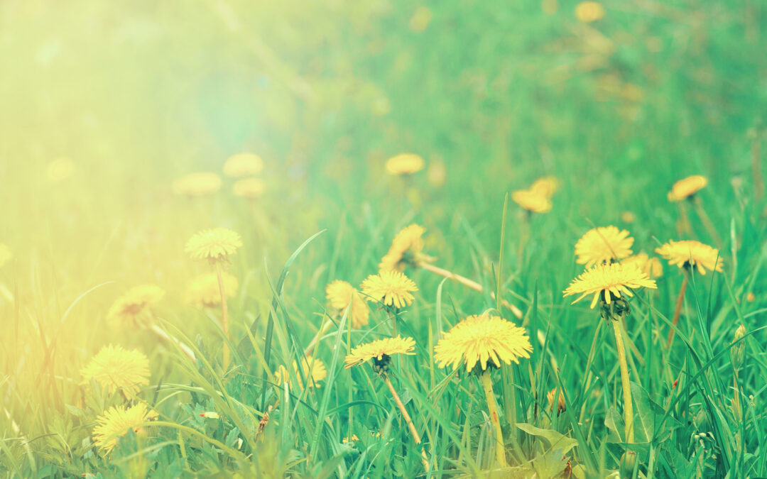 Spring Time Allergies Might Be Irritating More Than Just Your Nose